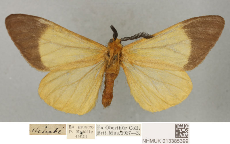 /filer/webapps/moths/media/images/F/flavens_Coenostegia_PLTM_BMNH.jpg