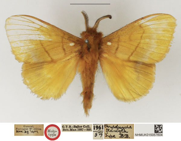 /filer/webapps/moths/media/images/F/flaveola_Chrysopsyche_HT_NHMUK.jpg