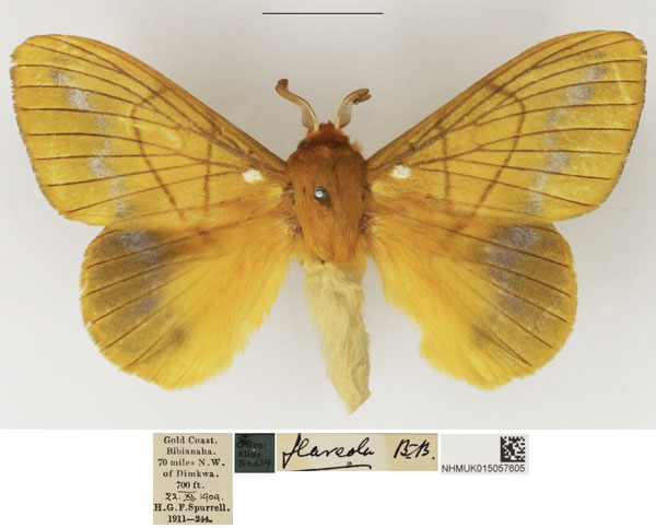 /filer/webapps/moths/media/images/F/flaveola_Lechriolepis_AM_NHMUK_01.jpg