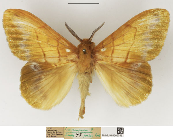 /filer/webapps/moths/media/images/F/flaveola_Lechriolepis_AM_NHMUK_02.jpg