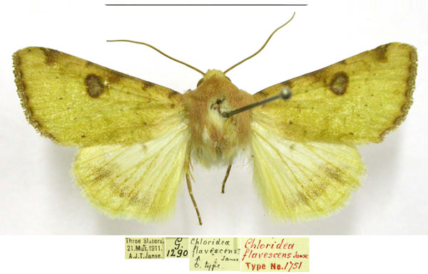 /filer/webapps/moths/media/images/F/flavescens_Chloridea_HT_TMSA.jpg