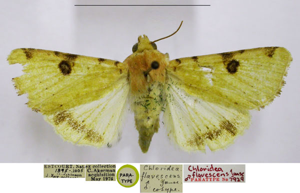 /filer/webapps/moths/media/images/F/flavescens_Chloridea_PTM_TMSA.jpg