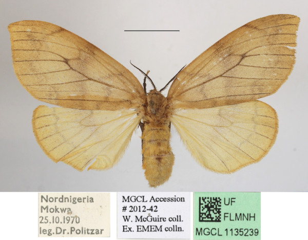 /filer/webapps/moths/media/images/F/flavescens_Heteronygmia_AF_MGCLa_02.JPG