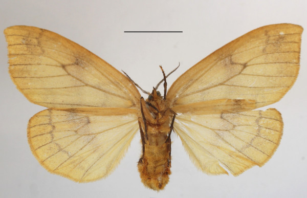 /filer/webapps/moths/media/images/F/flavescens_Heteronygmia_AF_MGCLb_02.JPG