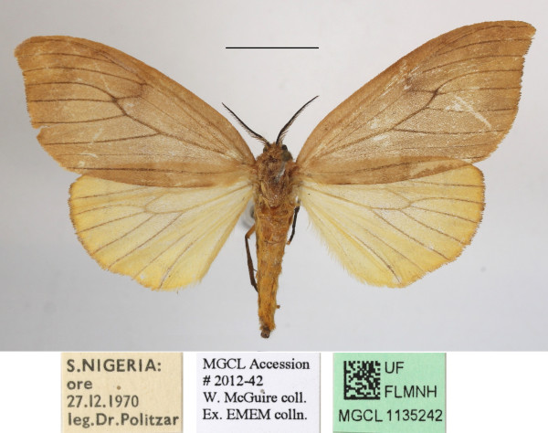 /filer/webapps/moths/media/images/F/flavescens_Heteronygmia_AM_MGCLa_01.JPG