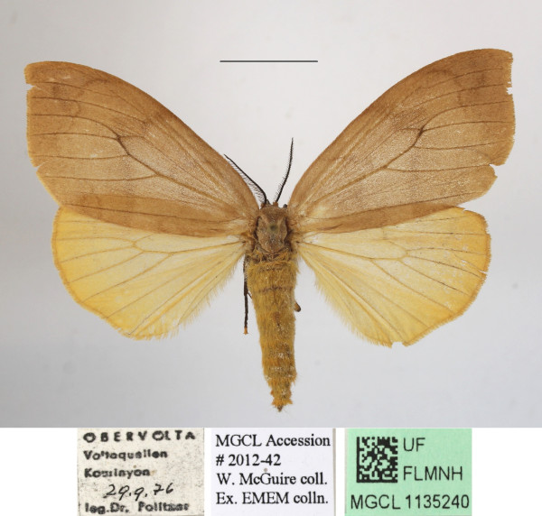 /filer/webapps/moths/media/images/F/flavescens_Heteronygmia_AM_MGCLa_03.JPG