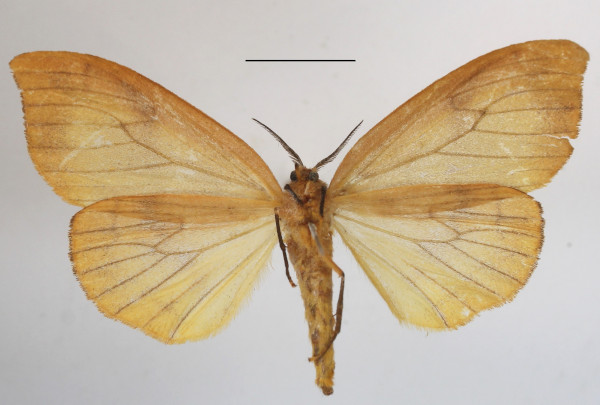 /filer/webapps/moths/media/images/F/flavescens_Heteronygmia_AM_MGCLb_01.JPG
