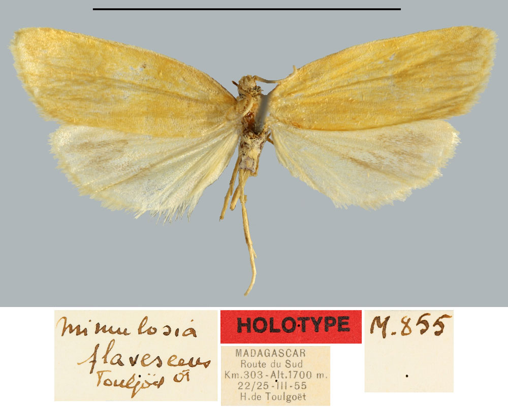 /filer/webapps/moths/media/images/F/flavescens_Mimulosia_HT_MNHN.jpg
