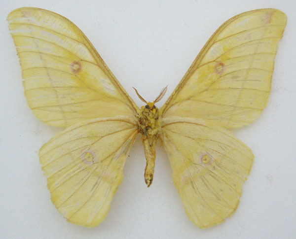 /filer/webapps/moths/media/images/F/flavescens_Nudaurelia_STM_NHMUKb.jpg