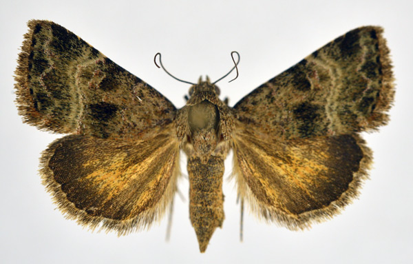 /filer/webapps/moths/media/images/F/flavescens_Ozarba_A_NHMO.jpg