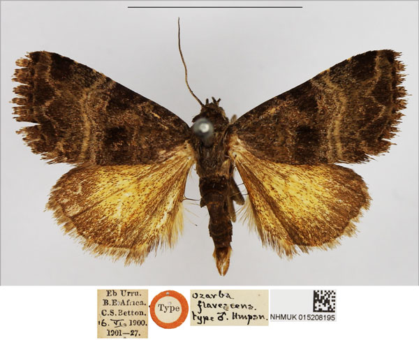/filer/webapps/moths/media/images/F/flavescens_Ozarba_HT_NHMUK.jpg