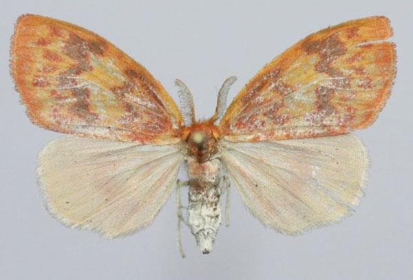/filer/webapps/moths/media/images/F/flavescens_Stenaroa_AF_Golovizina.jpg