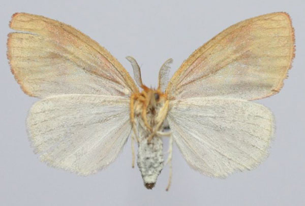 /filer/webapps/moths/media/images/F/flavescens_Stenaroa_AF_Golovizinb.jpg