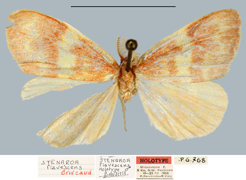 /filer/webapps/moths/media/images/F/flavescens_Stenaroa_HT_MNHN.jpg