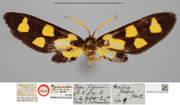 /filer/webapps/moths/media/images/F/flavia_Naclia_HT_NHMUKa.jpg