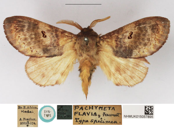 /filer/webapps/moths/media/images/F/flavia_Pachymeta_LT_NHMUK.jpg