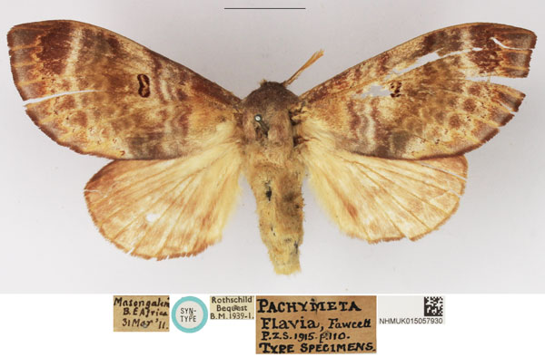 /filer/webapps/moths/media/images/F/flavia_Pachymeta_PLTF_NHMUK_01.jpg
