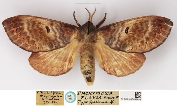 /filer/webapps/moths/media/images/F/flavia_Pachymeta_PLTF_NHMUK_02.jpg