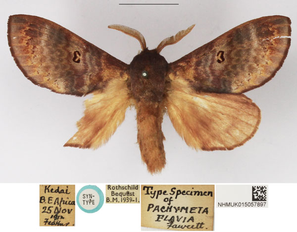 /filer/webapps/moths/media/images/F/flavia_Pachymeta_PLTM_NHMUK.jpg