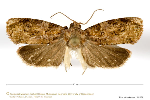 /filer/webapps/moths/media/images/F/flaviapicella_Afrocostosa_HT_ZMUC.jpg