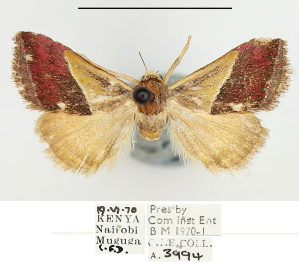 /filer/webapps/moths/media/images/F/flavibasis_Eublemma_A_BMNH.jpg