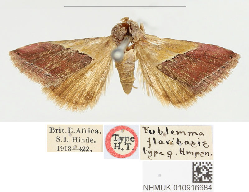 /filer/webapps/moths/media/images/F/flavibasis_Eublemma_HT_BMNH.jpg