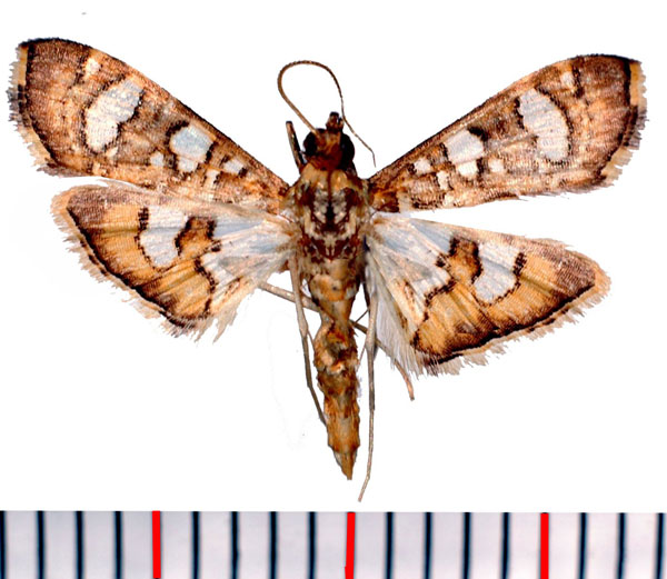 /filer/webapps/moths/media/images/F/flavibrunnea_Glyphodella_AM_Poltavsky.jpg