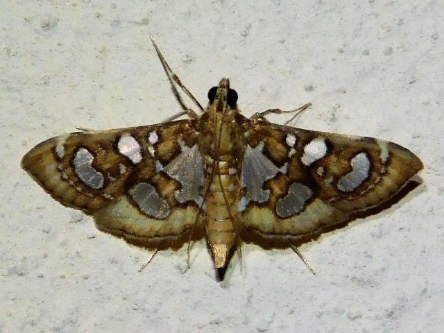 /filer/webapps/moths/media/images/F/flavibrunnea_Glyphodella_A_Gorbler.jpg