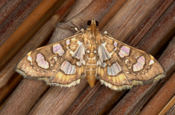 /filer/webapps/moths/media/images/F/flavibrunnea_Glyphodella_A_Heyns.jpg