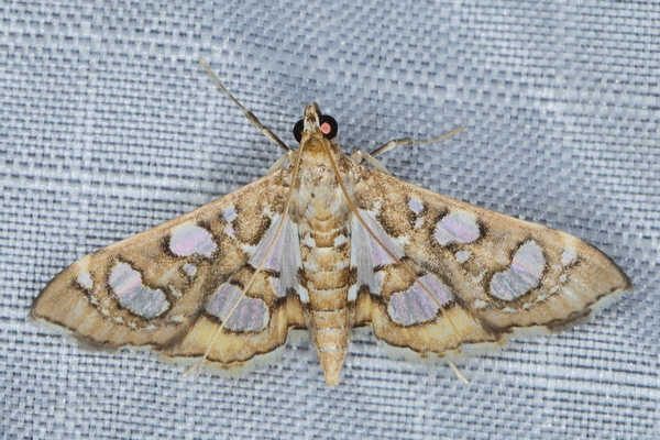 /filer/webapps/moths/media/images/F/flavibrunnea_Glyphodella_A_Heyns_01.JPG
