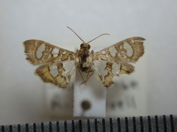 /filer/webapps/moths/media/images/F/flavibrunnea_Glyphodella_A_Revell.jpg