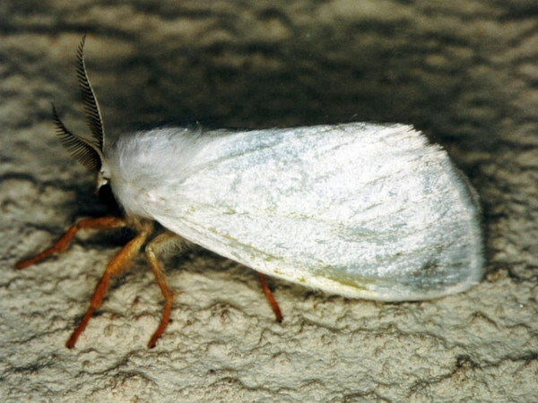 /filer/webapps/moths/media/images/F/flavicapilla_Homoeomeria_A_Roland.jpg