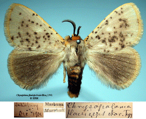 /filer/webapps/moths/media/images/F/flaviceps_Chrysopoloma_HT_SNHMa.jpg