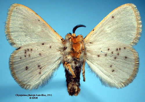 /filer/webapps/moths/media/images/F/flaviceps_Chrysopoloma_HT_SNHMb.jpg