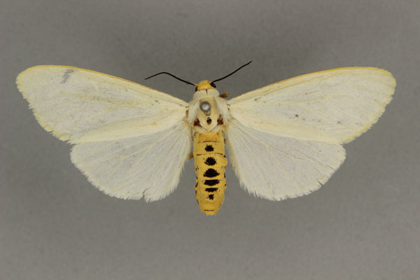 /filer/webapps/moths/media/images/F/flaviceps_Estigmene_AF_BMNH.jpg