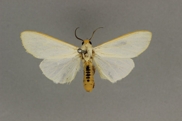 /filer/webapps/moths/media/images/F/flaviceps_Estigmene_AM_BMNH.jpg