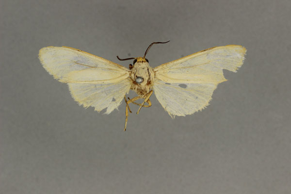 /filer/webapps/moths/media/images/F/flaviceps_Estigmene_ST_BMNH.jpg