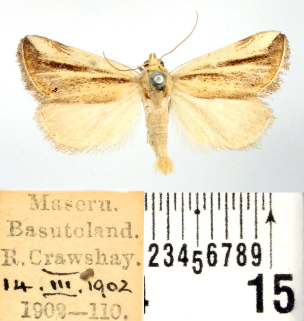 /filer/webapps/moths/media/images/F/flaviceps_Eublemma_AM_BMNH.jpg