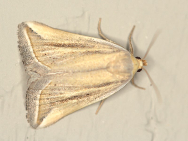 /filer/webapps/moths/media/images/F/flaviceps_Eublemma_A_Heyns.jpg