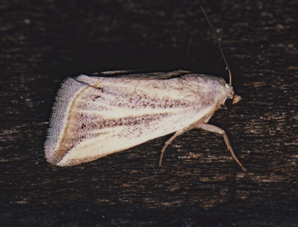 /filer/webapps/moths/media/images/F/flaviceps_Eublemma_A_Roland_01.jpg