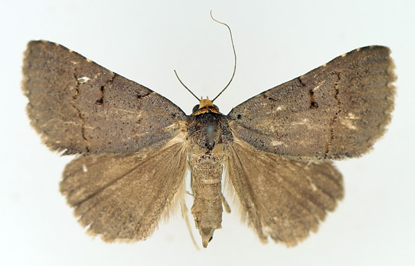 /filer/webapps/moths/media/images/F/flaviceps_Plecoptera_AF_TMSA_01.jpg