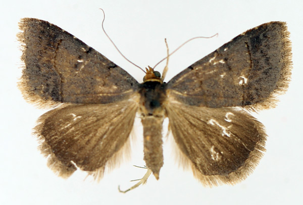 /filer/webapps/moths/media/images/F/flaviceps_Plecoptera_AF_TMSA_02.jpg