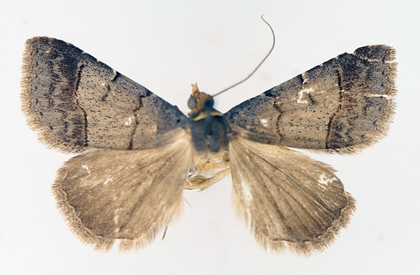 /filer/webapps/moths/media/images/F/flaviceps_Plecoptera_AM_TMSA_01.jpg