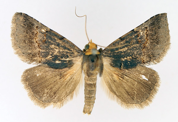 /filer/webapps/moths/media/images/F/flaviceps_Plecoptera_AM_TMSA_02.jpg