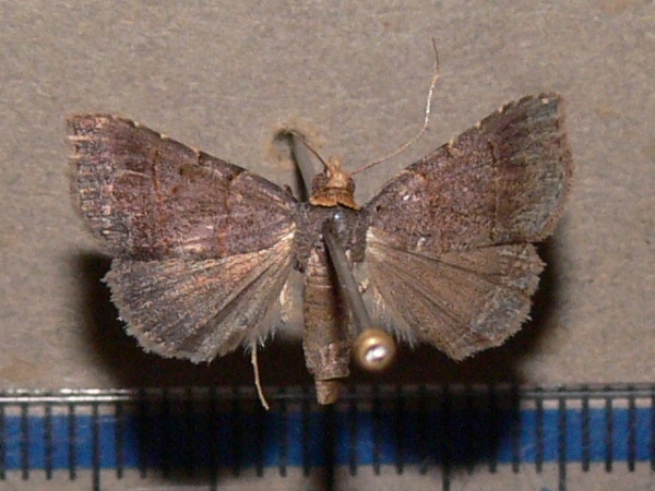 /filer/webapps/moths/media/images/F/flaviceps_Plecoptera_A_Goffa_01.JPG