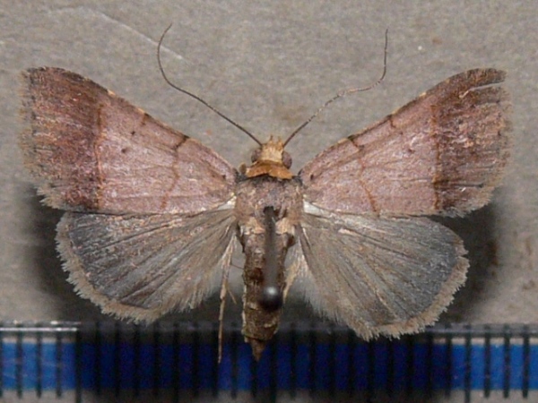 /filer/webapps/moths/media/images/F/flaviceps_Plecoptera_A_Goffa_03.JPG