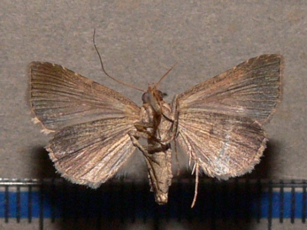 /filer/webapps/moths/media/images/F/flaviceps_Plecoptera_A_Goffb_01.JPG