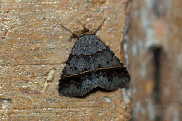 /filer/webapps/moths/media/images/F/flaviceps_Plecoptera_A_Voaden.jpg