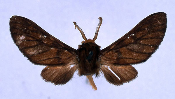 /filer/webapps/moths/media/images/F/flaviceps_Rhipidarctia_HT_BMNH_01.jpg