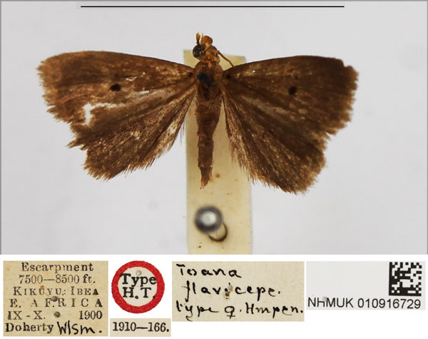 /filer/webapps/moths/media/images/F/flaviceps_Toana_HT_BMNH.jpg